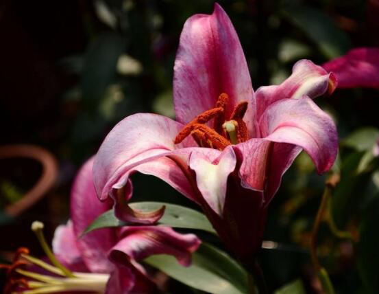 香水百合種植方法，教你四個簡單要點存活率百分百