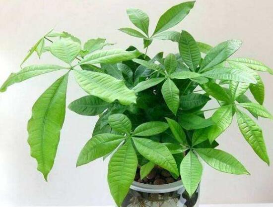 平安樹和發(fā)財(cái)樹一樣嗎，平安樹和發(fā)財(cái)樹哪個(gè)好