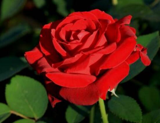 月季花幾月栽培最適宜，4-5月或9-10月是最佳時間