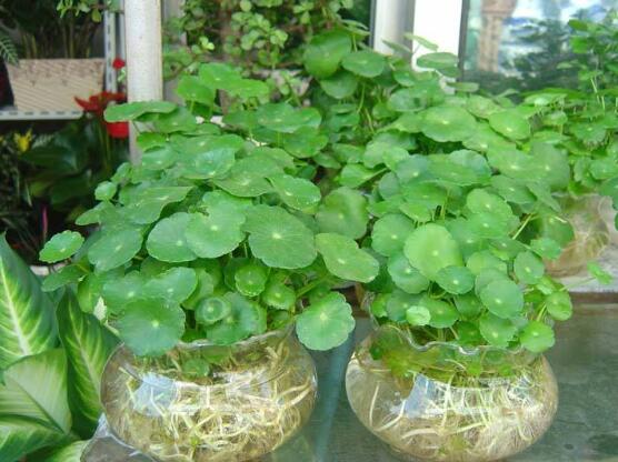 銅錢草水培變黃怎么辦，做好六大要點變得青翠碧綠