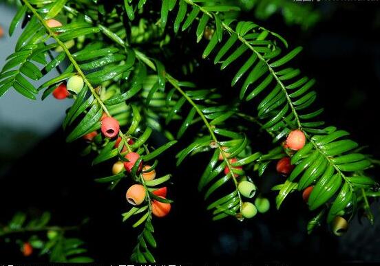 紅豆杉怎么施肥，遠(yuǎn)離根部施薄肥