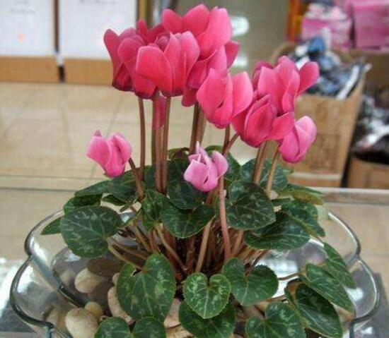 仙客來怎么澆水，仙客來多久澆一次水/三天澆次水