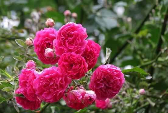 薔薇花修剪，薔薇花五點修剪小步驟