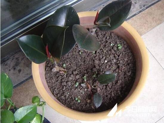 橡皮樹扦插，教你六大基本步驟快速生根發(fā)芽(30天)