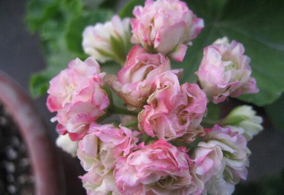 天竺葵怎么修剪，天竺葵修剪方法