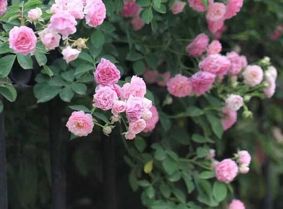 薔薇花的修剪方法，一年可修剪兩次（7-8月/花后12月）