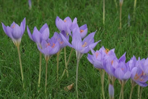 秋水仙有什么作用和價值，藥用價值最廣泛