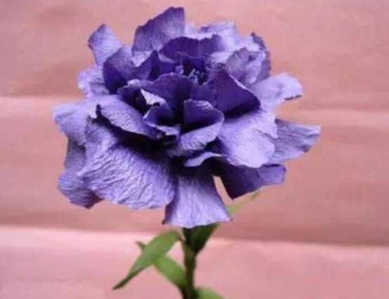 康乃馨送什么人，送母親最為合適(最真摯深愛)