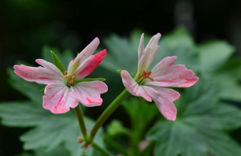 天竺葵夏季養(yǎng)殖方法，補(bǔ)充能量是關(guān)鍵
