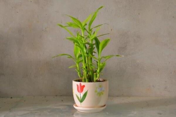 富貴竹什么時候換盆好，富貴竹如何換盆