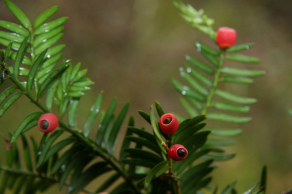 曼地亞紅豆杉和南方紅豆杉的區(qū)別，前者含醇量更高