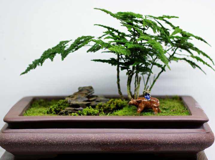 矮文竹怎么澆水，不合理的澆水會(huì)導(dǎo)致根部腐爛