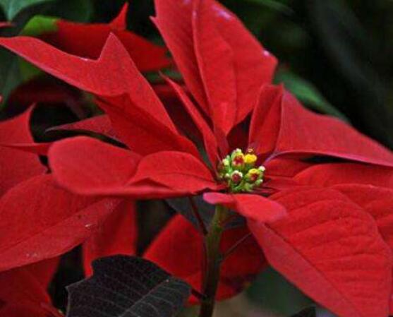 一品紅如何剪枝，春夏季節(jié)修剪最好(兩次摘心)