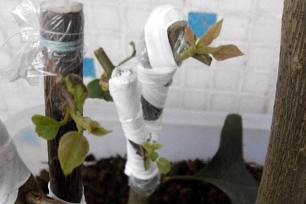 三角梅嫁接用什么砧木，半木質(zhì)化的紫花三角梅很合適