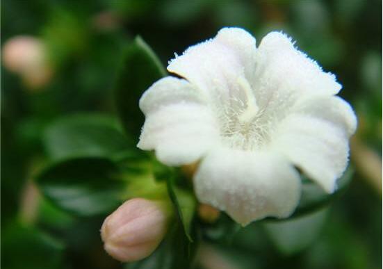 六月雪花期，六月雪花期持續(xù)達(dá)60天(5-7月份)