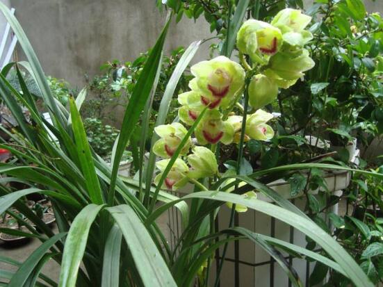 蘭花怎么澆水，盤(pán)點(diǎn)蘭花澆水方法