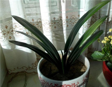 君子蘭開花后怎么辦