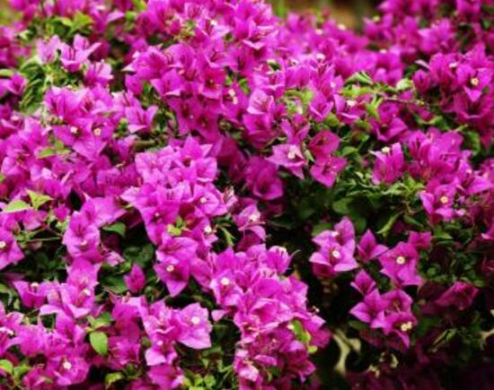 三角梅是哪個市的市花，三角梅花語是什么