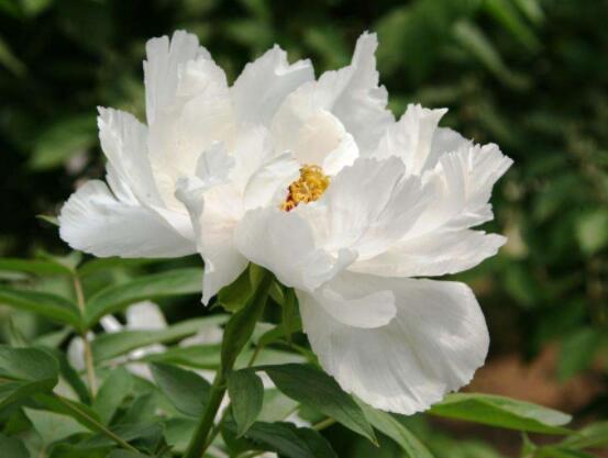 牡丹花花語大全，淡淡的愛、無私的付出(不同顏色不同花語)