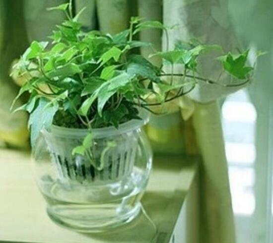 常春藤可以水培嗎，常春藤水培養(yǎng)殖方法