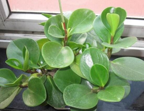 碧玉葉子發(fā)黃怎么辦，教你五步讓它重新恢復(fù)生機(jī)