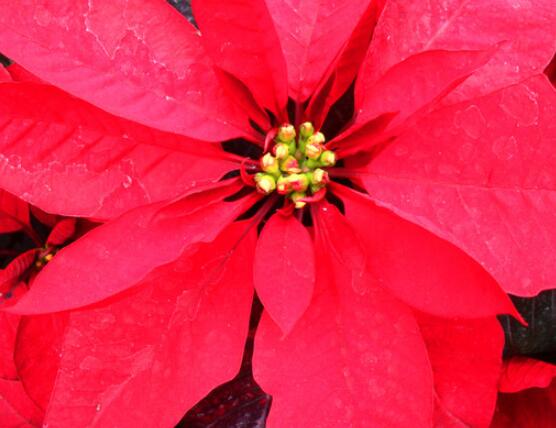 一品紅能放家里養(yǎng)殖嗎，凈化空氣、共祝新生的美好