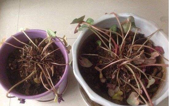 仙客來休眠期用澆水嗎，仙客來休眠期圖片