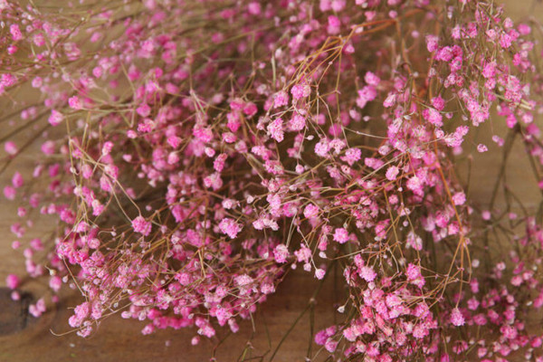 粉色滿天星花語，代表初戀可用于告白