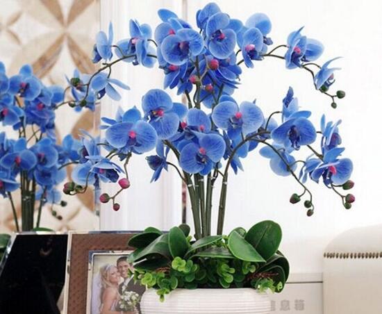 蝴蝶蘭怎么養(yǎng)才能開花，蝴蝶蘭的養(yǎng)殖方法