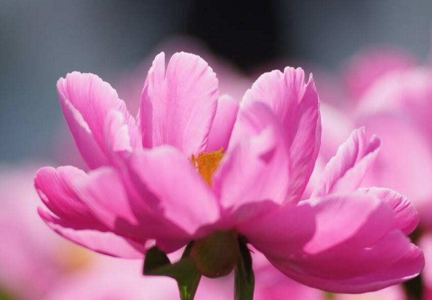 芍藥花茶副作用，3種禁忌要注意