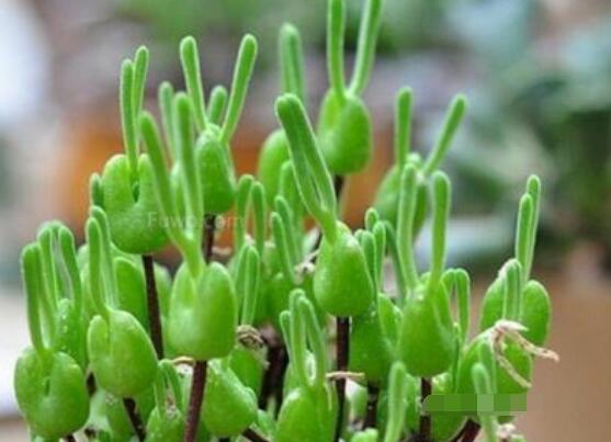 碧光環(huán)多肉有毒嗎，無(wú)毒/株型優(yōu)雅、美觀可愛(ài)