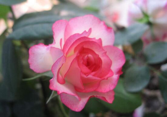 月季花怎么施肥，月季花施什么肥好