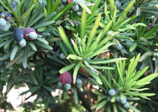 小葉羅漢松的養(yǎng)殖方法，老農(nóng)總結(jié)八大簡單易學(xué)的養(yǎng)殖技巧