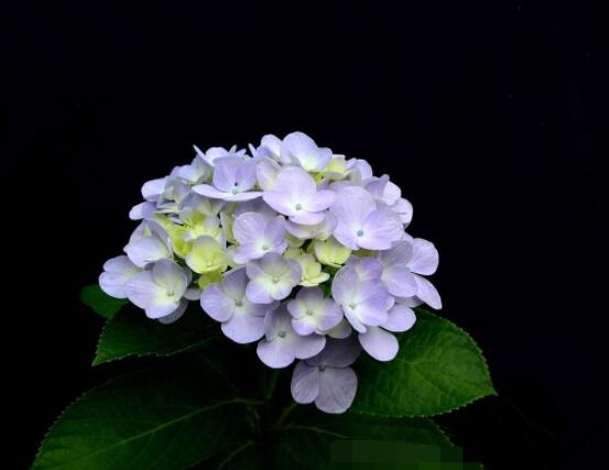 繡球花插花養(yǎng)護，教你四點有效養(yǎng)護措施(水養(yǎng)爆盆)