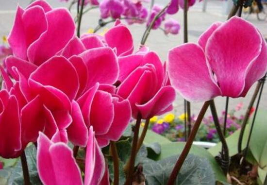 仙客來什么時候播種，仙客來的種植方法