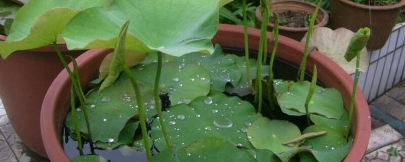 水缸種蓮藕什么時候種