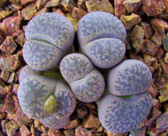 生石花移植方法，做好六點基本步驟成功率百分百