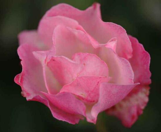 薔薇花能水培嗎，薔薇花水培方法