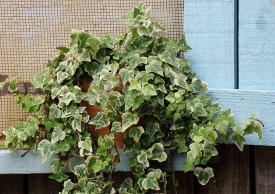 常春藤怎么繁殖，常春藤的扦插方法