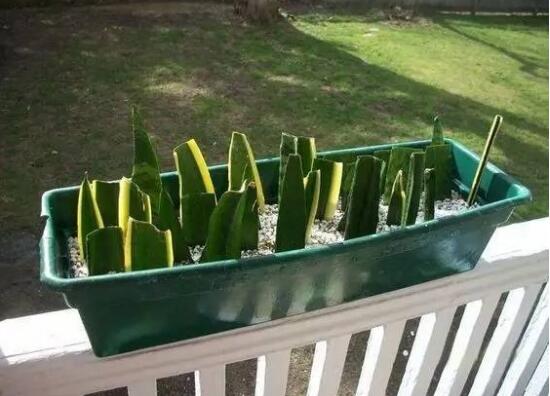 虎皮蘭怎么扦插，虎皮蘭的繁殖方法