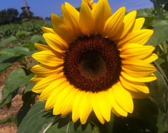 向日葵的寓意和象征，積極向上、朝氣蓬勃、繁榮昌盛