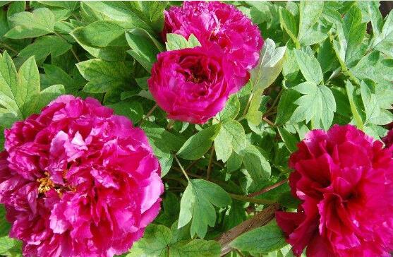 牡丹花葉子發(fā)黃怎么辦，牡丹花葉子發(fā)黃解決辦法