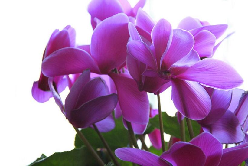 仙客來(lái)幾月份開(kāi)花，集中在冬天這個(gè)季節(jié)開(kāi)花