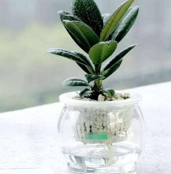 橡皮樹泡水幾天生根，最快半個(gè)月時(shí)間生長出根