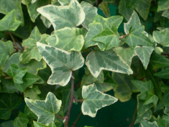 常青藤哪個(gè)品種最好，每個(gè)品種富有獨(dú)具一格(無(wú)好壞之分)