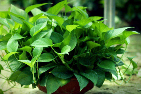 綠蘿施什么肥，氮鉀肥/有機(jī)肥/腐熟肥等等