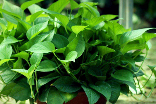 綠蘿怎么移植，選擇微酸性土澆透水