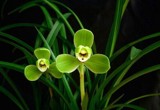 蘭花的種類有哪些，蘭花品種及圖片大全