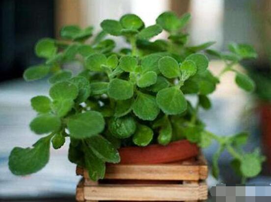 碰碰香放臥室可以嗎，可以/醒腦提神、凈化空氣、驅(qū)趕蚊蟲