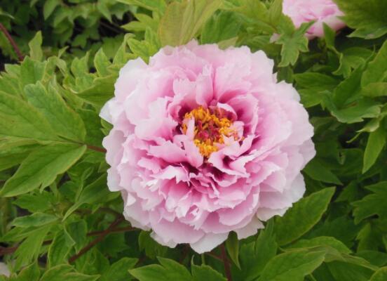 芍藥花與牡丹花的區(qū)別，教你三種區(qū)別方法(屬性/形態(tài)/花序)